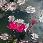 Nymphaea rubra Flower