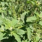 Atriplex rosea Flor