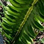 Polystichum lonchitis Folio