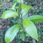 Melicytus ramiflorusBlad