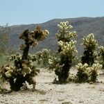 Cylindropuntia bigelovii Habit