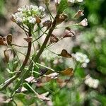 Capsella bursa-pastoris Flors