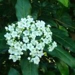 Viburnum rigidum Fleur