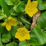 Lysimachia nummulariaFlower