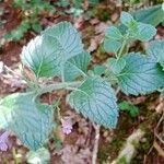 Clinopodium grandiflorum Blatt