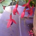 Fuchsia hybrida Λουλούδι