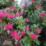 Catharanthus roseus Lorea