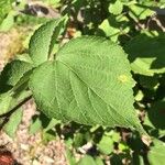 Rubus phoenicolasius Folha