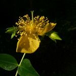 Hypericum kouytchense Fleur