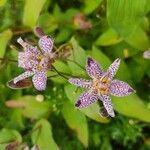 Tricyrtis hirta Flower