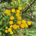 Vogtia annua Fula