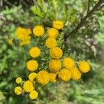 Tanacetum annuum 花