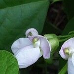 Phaseolus vulgaris Flower