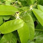 Capparis micracantha Flor