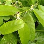 Capparis micracantha Floro