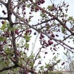 Crataegus orientalis Leaf