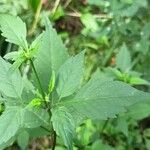 Bidens frondosa Feuille