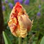 Tulipa grengiolensis Flower