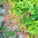 Filipendula rubra Other