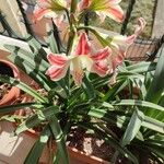 Hippeastrum vittatumപുഷ്പം