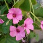 Oxalis articulata Blüte