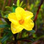 Hibbertia heterotricha ফুল