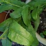 Penstemon hirsutus Leaf