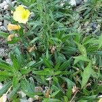 Oenothera macrocarpa Hábitos