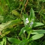 Myosotis nemorosa Flor