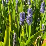 Pontederia cordata Flower