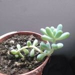 Sedum allantoides Folha