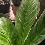 Anthurium jenmanii Leaf