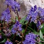 Hyacinthoides lingulata Flower