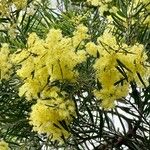 Acacia suaveolens Blomst