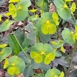 Euphorbia amygdaloides Blomst