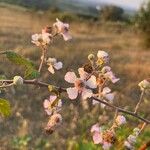 Rubus ulmifolius Kvet