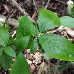 Vaccinium corymbosum Levél