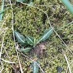 Goodyera oblongifolia Leaf