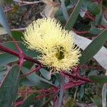 Eucalyptus preissiana Flower