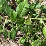 Allophylus rubifolius Leaf