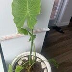 Alocasia odora Liść