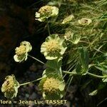 Bupleurum angulosum Цвят