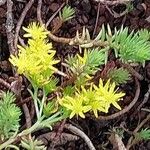 Petrosedum forsterianum Flor