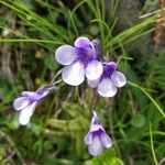 Pinguicula leptocerasFloro