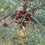 Pinus nigra 果実