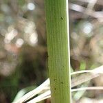 Arum cylindraceum Rhisgl