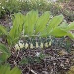 Polygonatum multiflorumΛουλούδι