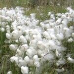 Eriophorum scheuchzeri Libunga