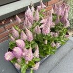 Ptilotus extenuatus Flor