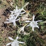 Pancratium maritimum फूल